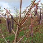 SRF Alder, North Wyke, Nov. 2025