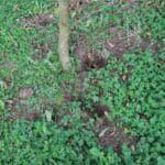 SRF Alder, North Wyke, Nov. 2025