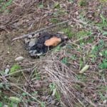Badger Scat, North Wyke, Nov. 2025