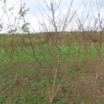 SRF Black Locust 'Turbo', North Wyke, Nov. 2025