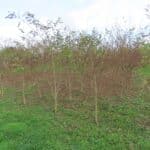 SRF Black Locust 'Turbo', North Wyke, Nov. 2025