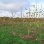 SRF Poplar, North Wyke, Nov. 2025