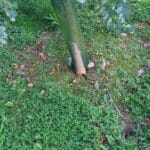 SRF Eucalyptus, North Wyke, Nov. 2025