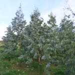 SRF Eucalyptus, North Wyke, Nov. 2025