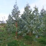 SRF Eucalyptus, North Wyke, Nov. 2025