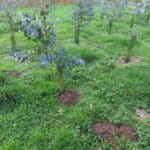 SRF Eucalyptus, North Wyke, Nov. 2025