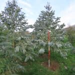SRF Eucalyptus, North Wyke, Nov. 2025