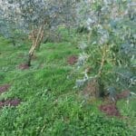 SRF Eucalyptus, North Wyke, Nov. 2025