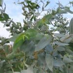 SRF Eucalyptus, North Wyke, Nov. 2025