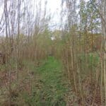 0.5ha SRC Willow, North Wyke, Nov. 2025