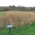 Reed Canary Grass, North Wyke, Nov. 2025