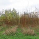 SRC Willow Variety Trial, North Wyke, Nov. 2025