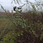 Leaf Curl Black Locust, Headley Hall, Nov. 2025