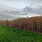 Miscanthus variety trial 23 Plots, Headley Hall, Nov. 2025