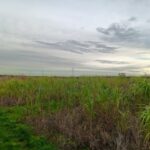 Miscanthus variety plots 24. Headley Hall, Nov. 2025