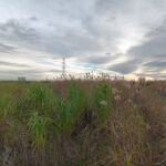 Miscanthus variety trial 24, Flowers, Headley Hall, Nov. 2025
