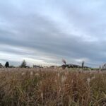 Miscanthus Athena , Headley Hall, Nov. 2025