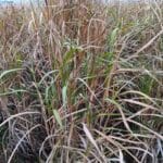 Misc Athena plant, Headley Hall, Nov. 2025