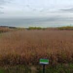 Reed Canary Grass, Headley Hall, Nov. 2025