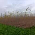 SRC Poplar, Headley Hall, Nov. 2025