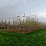 SRF Poplar, Headley Hall, Nov. 2025