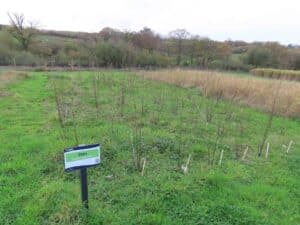 Sida, North Wyke, Nov. 2025
