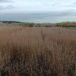 Switchgrass, Headley Hall, Nov. 2025