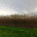 Willow 0.5ha, Headley Hall, Nov. 2025