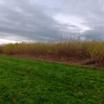 Willow Variety Trial, Headley Hall, Nov. 2025
