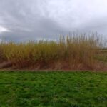 Willow Variety Trial Leaf Contrast, Headley Hall, Nov. 2025