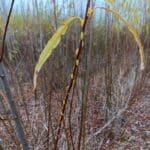 Willow Variety Trial buds, Headley Hall, Nov. 2025